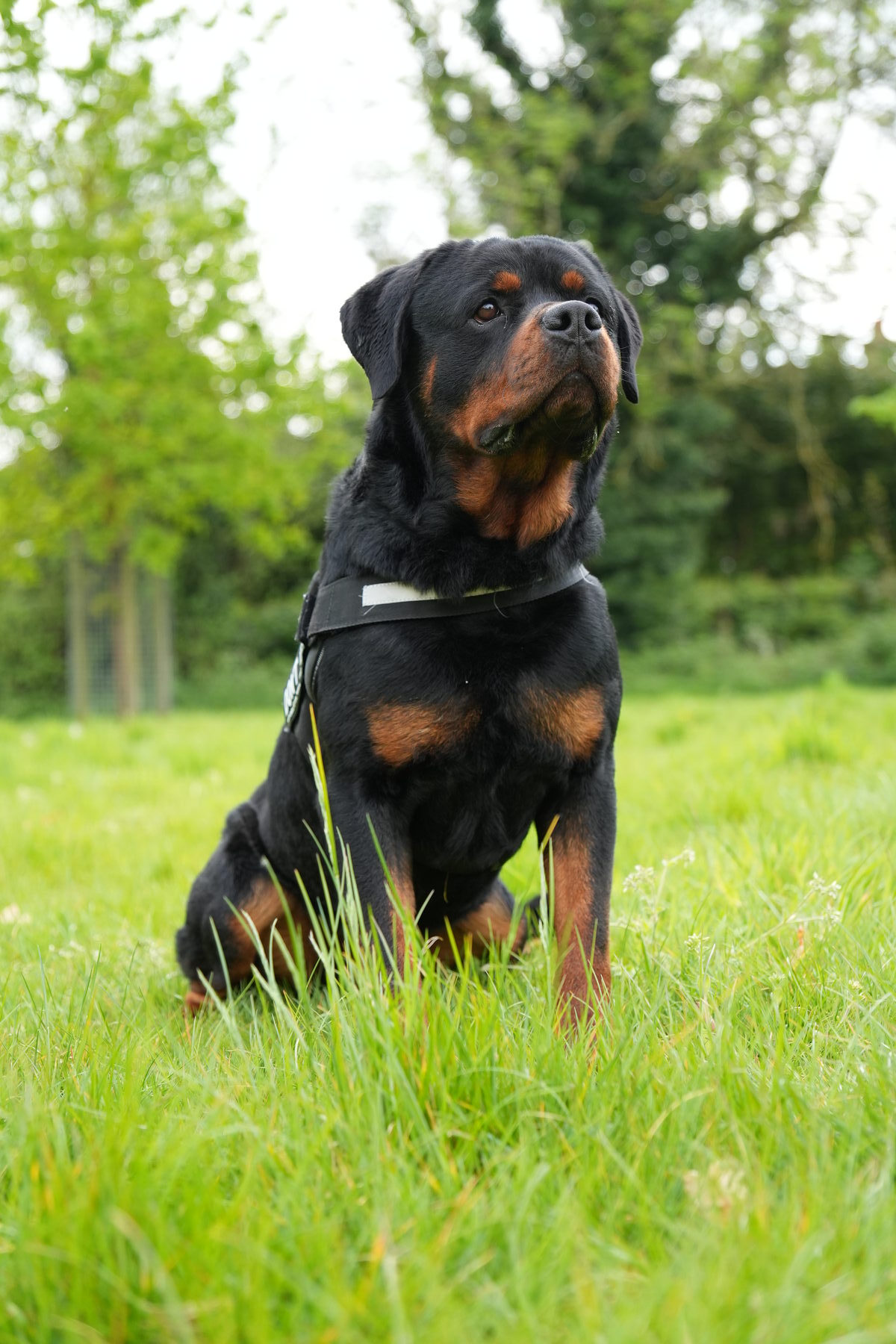 Picasso vom Wiesental - German Champion Bloodline Rottweiler