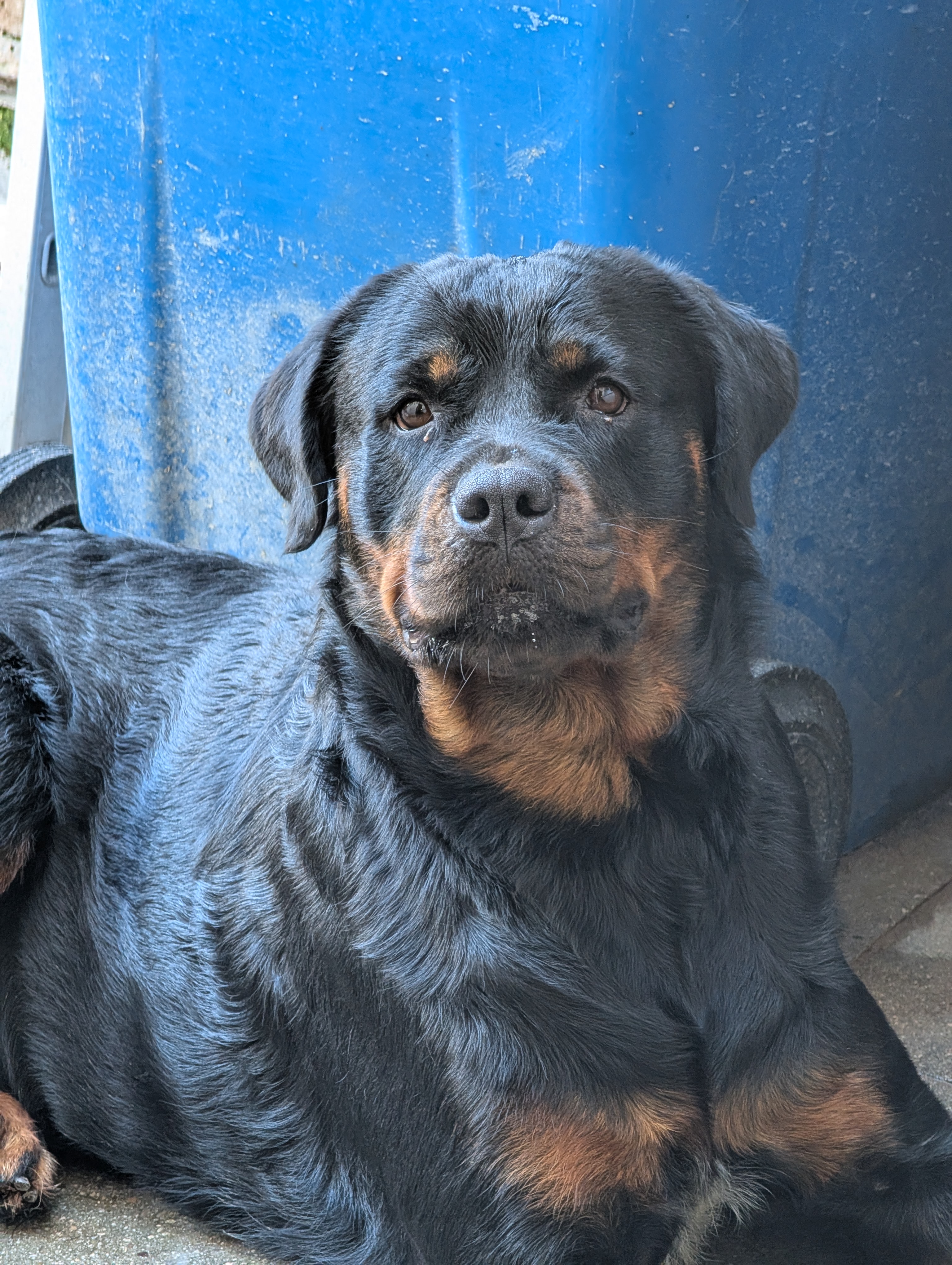 Arwen Kinisher Kalima