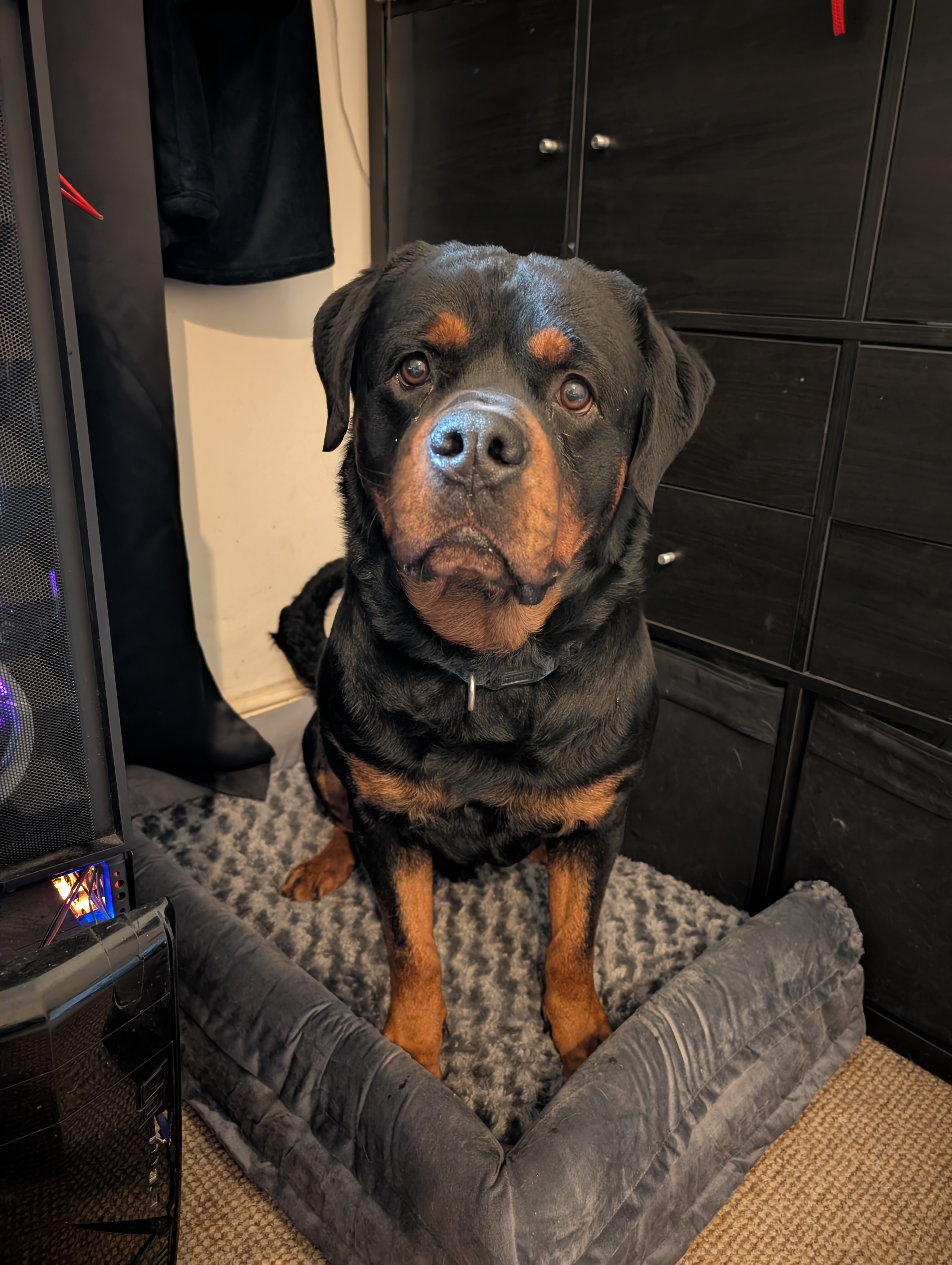 Picasso vom Wiesental - German Champion Bloodline Rottweiler